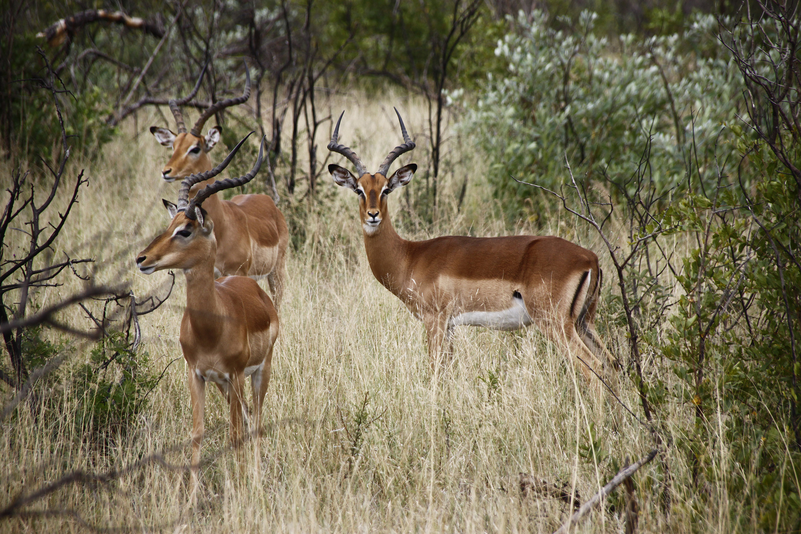 Impalas in Südafrika