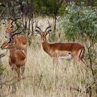 Impalas in Südafrika