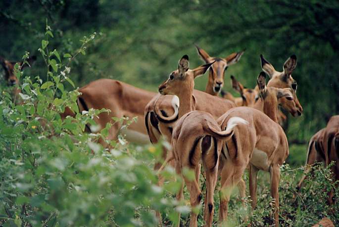 Impalas, Kruger National Park, Afrique du Sud