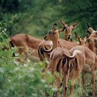 Impalas, Kruger National Park, Afrique du Sud