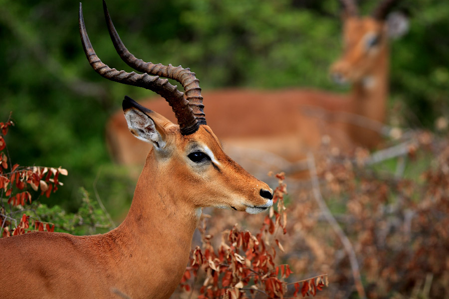 Impalas, South Africa