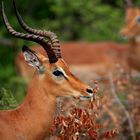 Impalas, South Africa