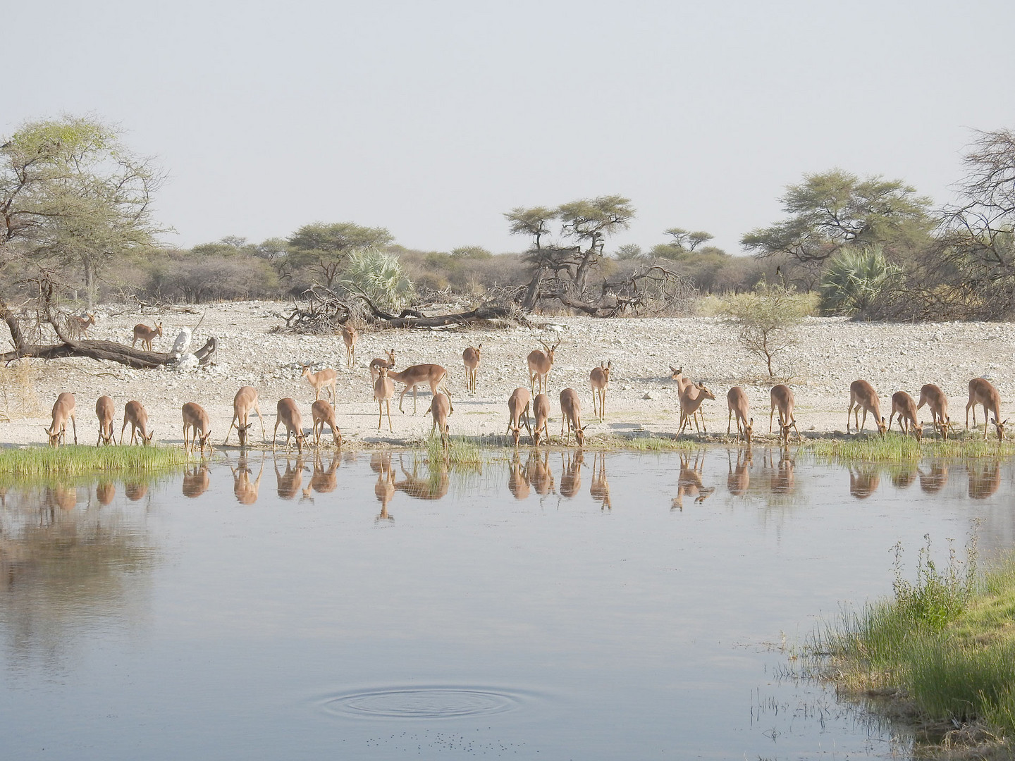 Impalas spiegeln sich im Teich der Onguma-Lodge