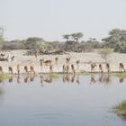 Impalas spiegeln sich im Teich der Onguma-Lodge