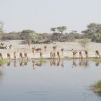 Impalas spiegeln sich im Teich der Onguma-Lodge