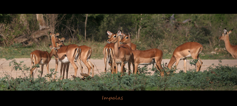 Impalas / Südafrika 2007