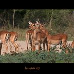 Impalas / Südafrika 2007