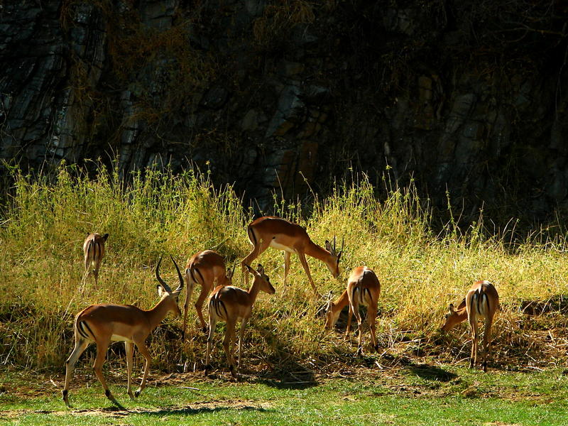 Impalas Tarangire