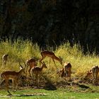 Impalas Tarangire