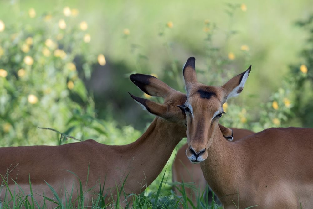 Impalas - Tarangire Nationalpark - Tansania 2017