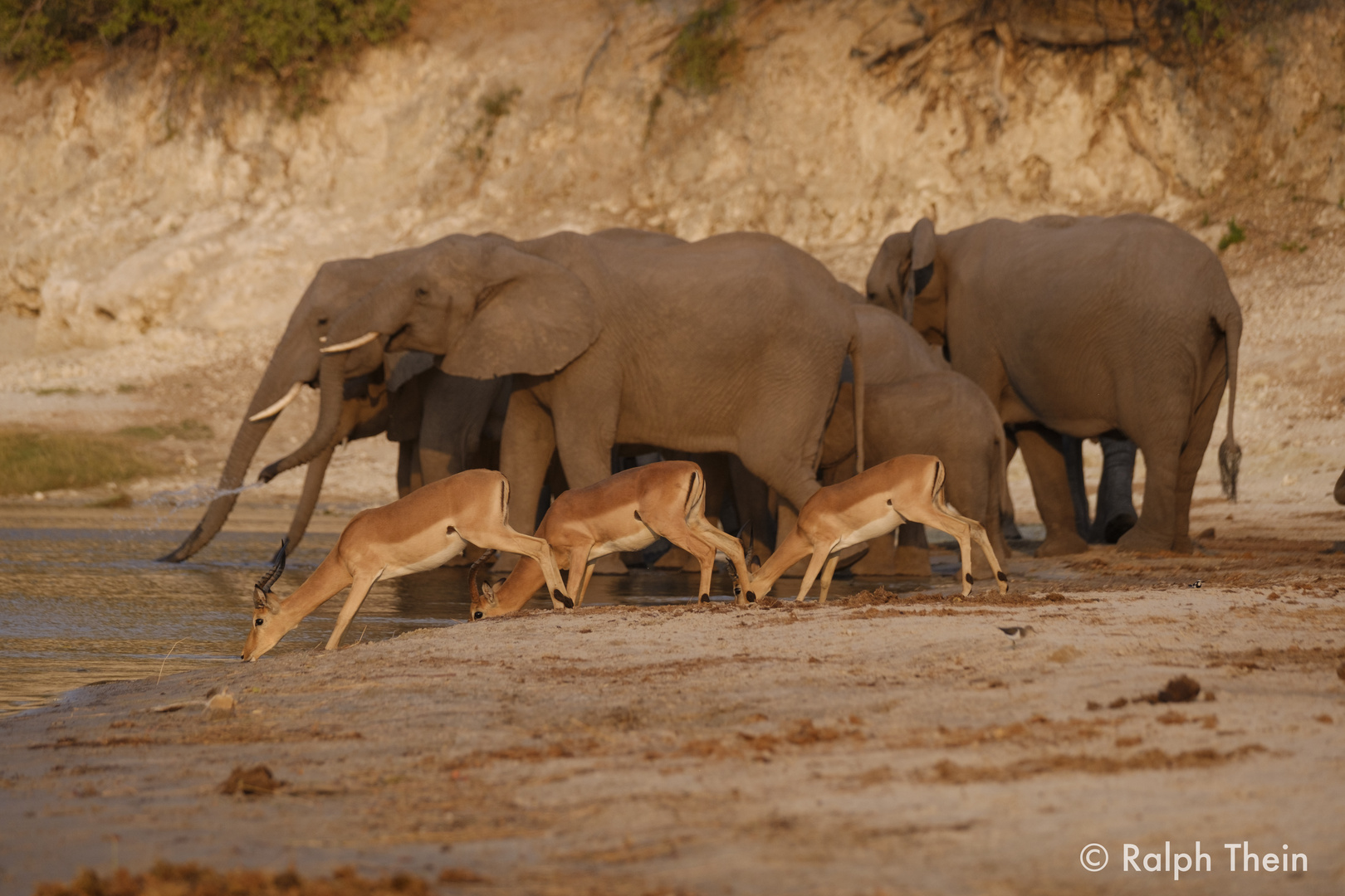 Impalas trinken am Chobe 