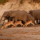 Impalas trinken am Chobe 