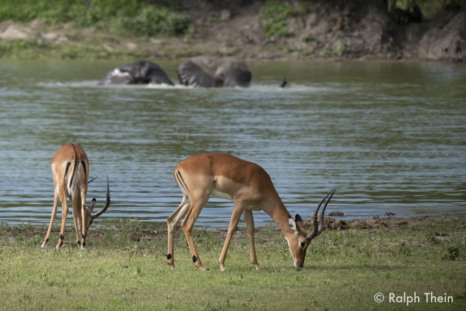 Impalas vor badenden Elefanten