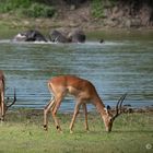 Impalas vor badenden Elefanten