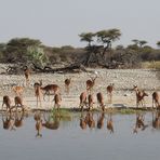 Impalas vor dem Viewing Deck im Onguma Fort.