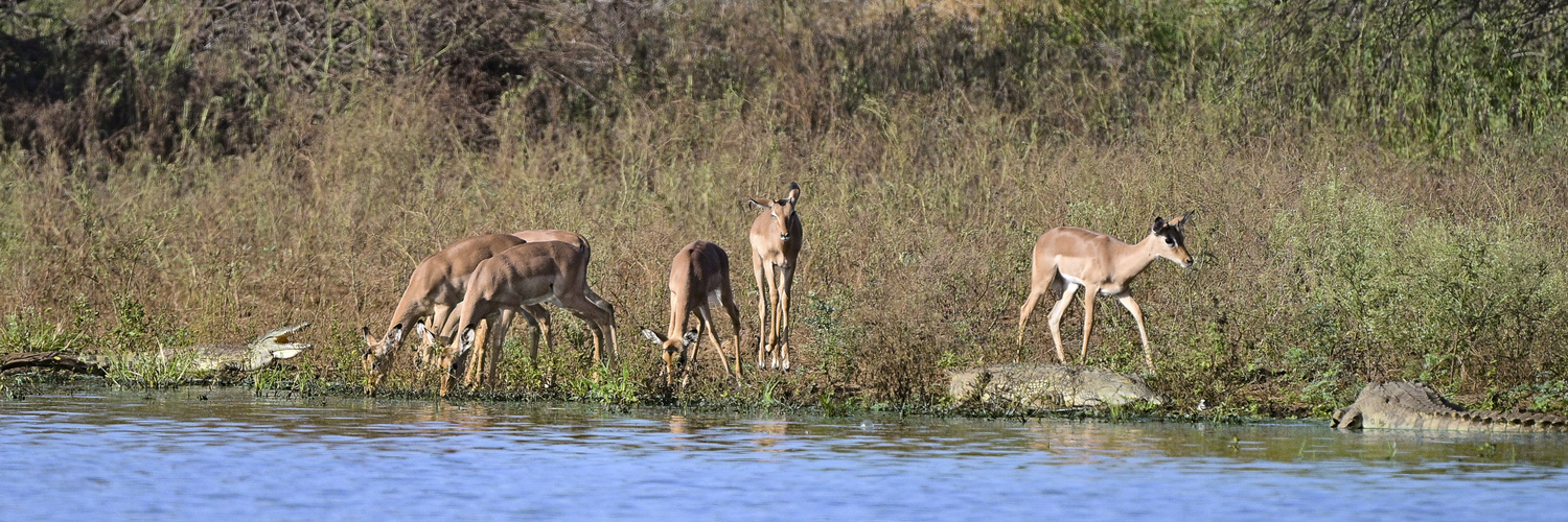 Impalas zwischen den Nilkrokodilen