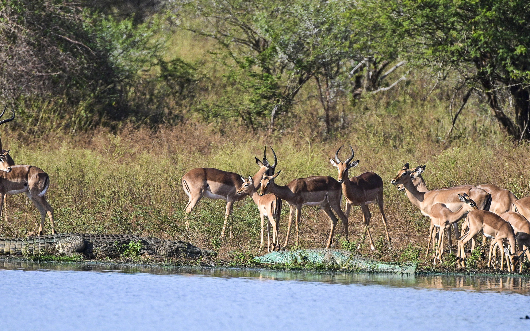 Impalas zwischen den Nilkrokodilen