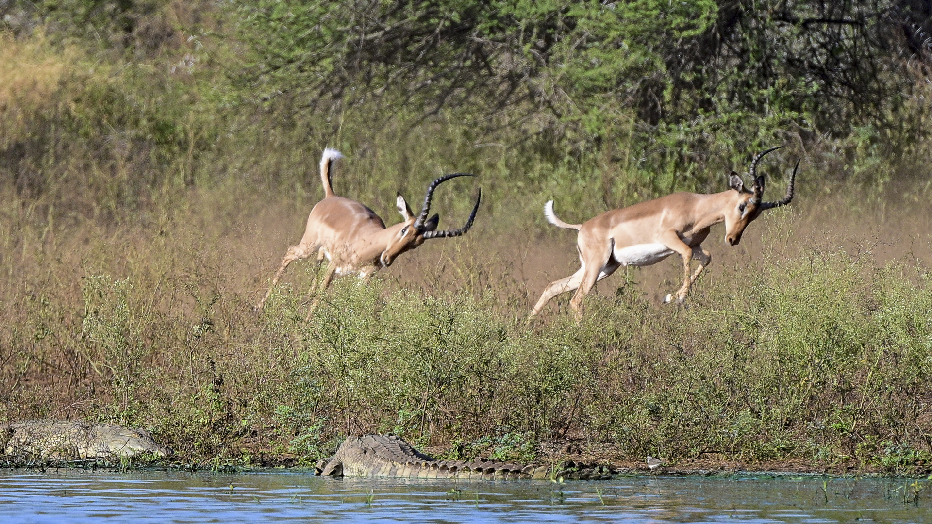 Impalas zwischen den Nilkrokodilen