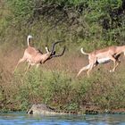 Impalas zwischen den Nilkrokodilen