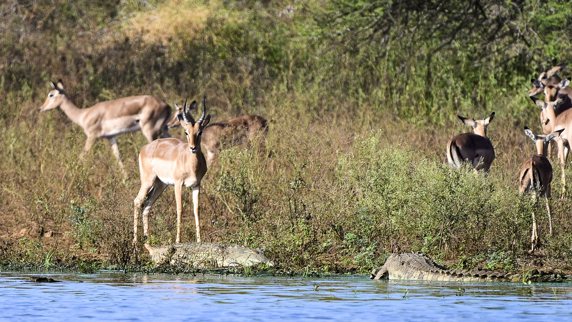 Impalas zwischen den Nilkrokodilen