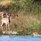 Impalas zwischen den Nilkrokodilen