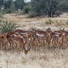 Impalas_15