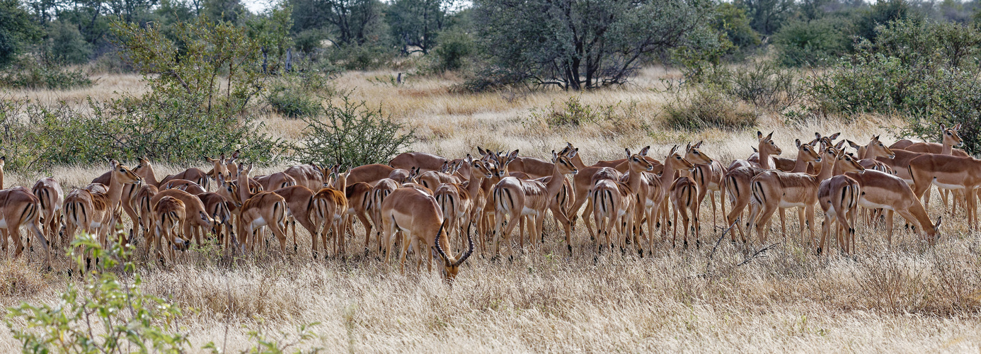 Impalas_15