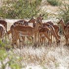 Impalas_16