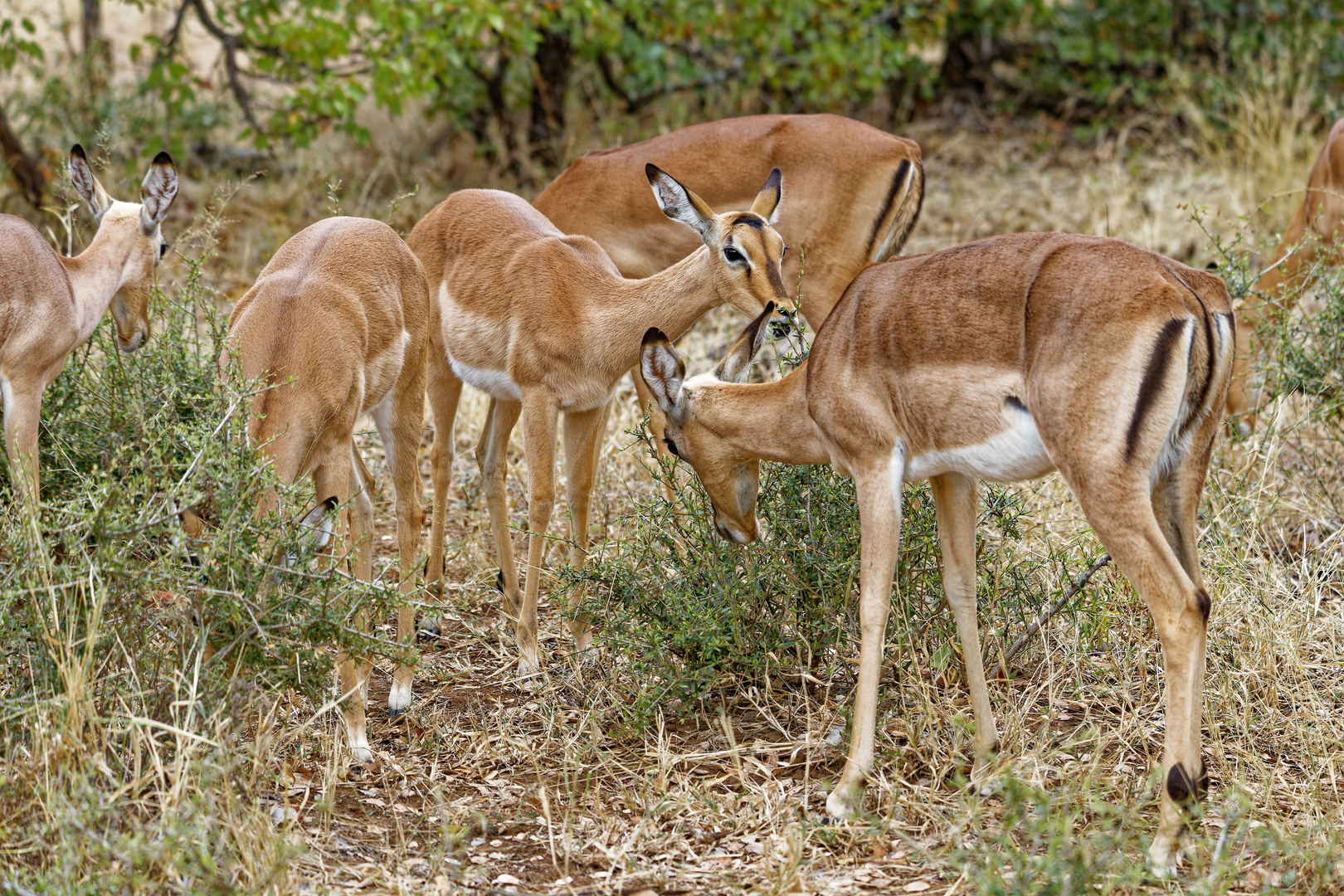 Impalas_17