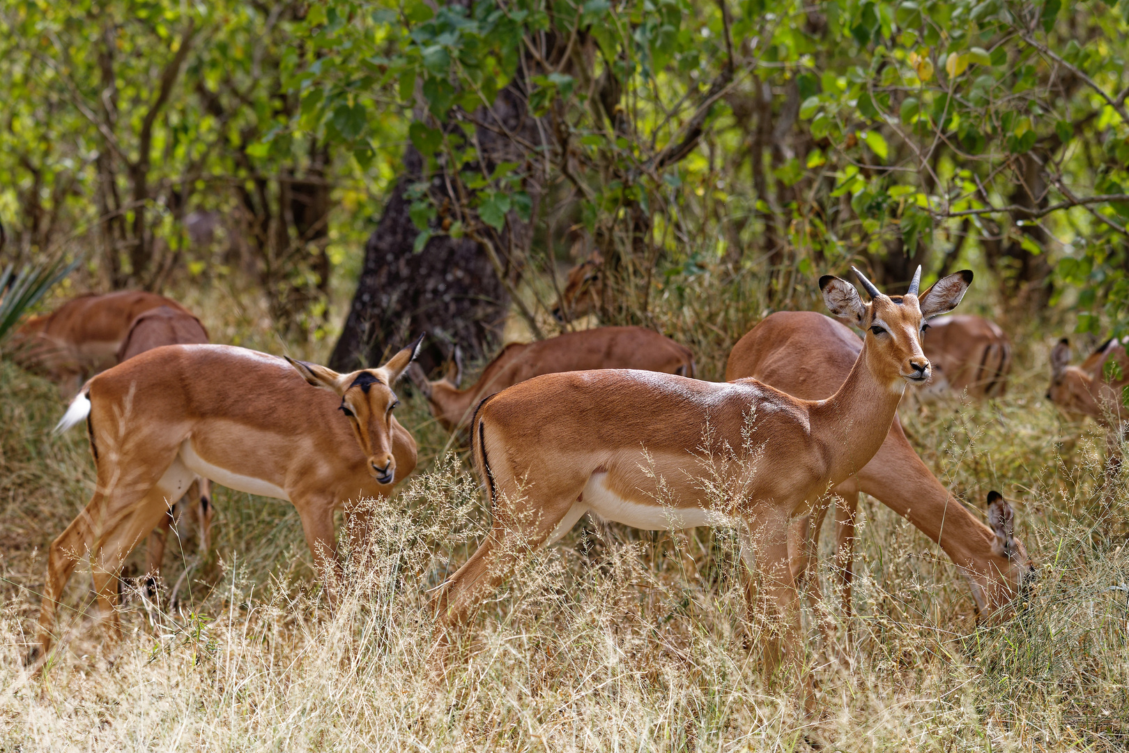 Impalas_19