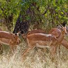 Impalas_19