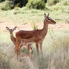 Impalaweibchen mit Jungem - Bild 2