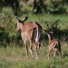 Impalaweibchen mit Jungem 