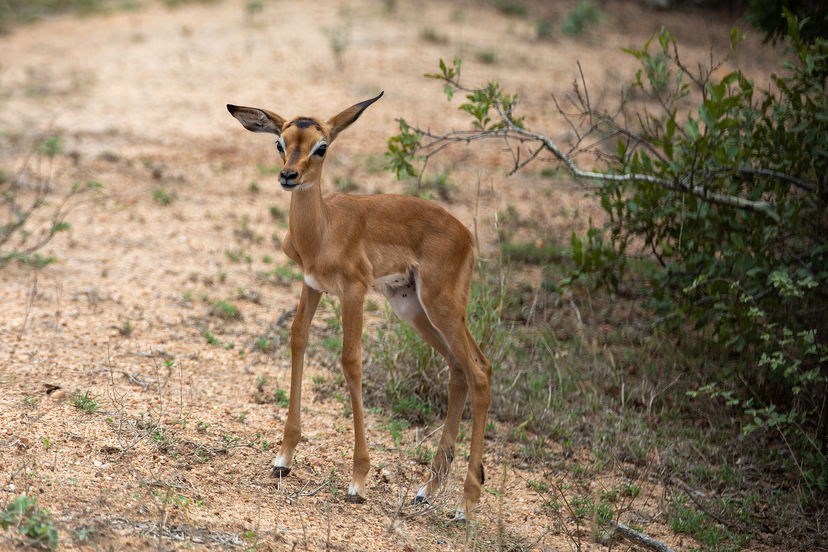 Impalla im Kruger Nationalpark