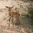 Impalla im Kruger Nationalpark