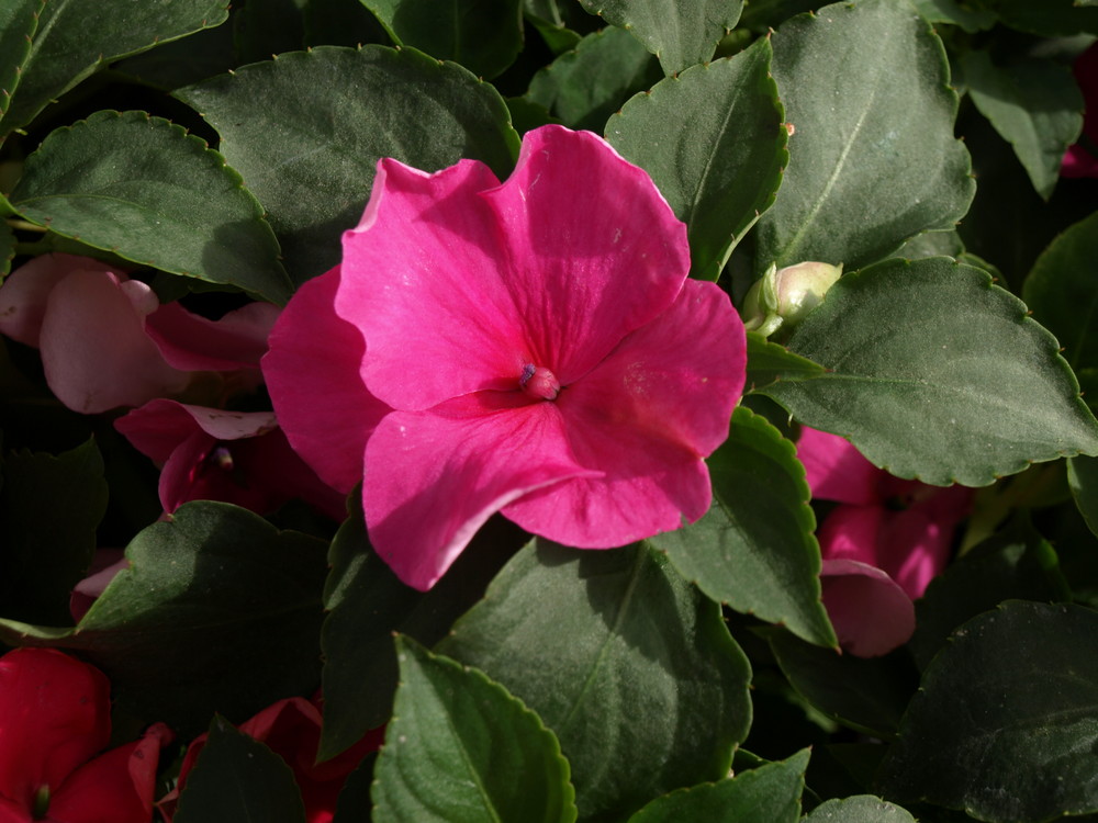 Impatiens