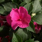 Impatiens