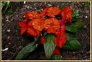 Impatiens von Alberto Cherubini Magni 