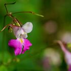 Impatiens balfourii