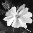 Impatiens blanche