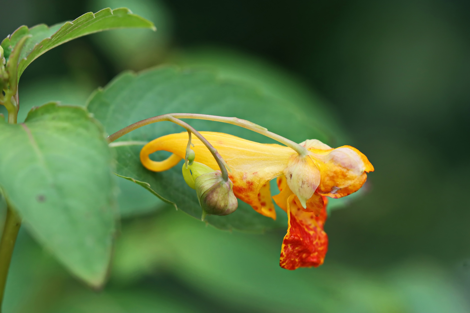 Impatiens capensis (Balsaminaceae)