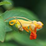 Impatiens capensis (Balsaminaceae)