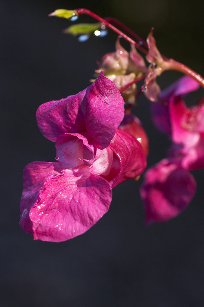 Impatiens