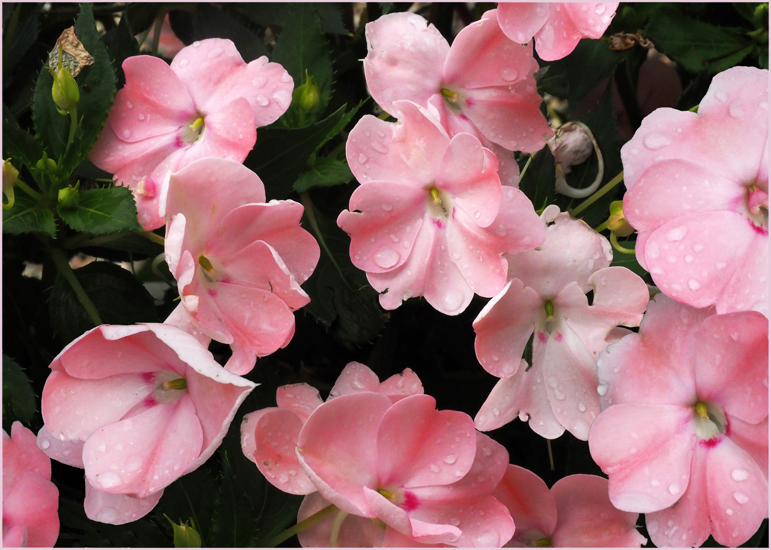 Impatiens de Nouvelle-Guinée  --  Impatiens hawkeri