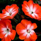 Impatiens de Nouvelle-Guinée  -- Impatiens hawkeri Blumen