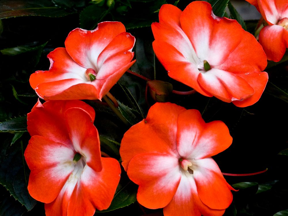 Impatiens de NouvelleGuinée Impatiens hawkeri Blumen