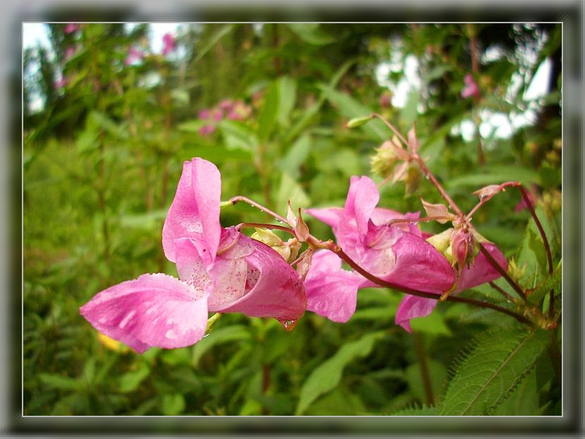 Impatiens