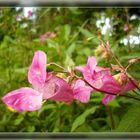 Impatiens