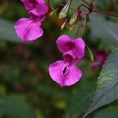 Impatiens glandulifera