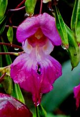 Impatiens glandulifera